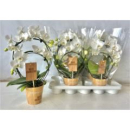 Phalaenopsis Doppelbogen weiß