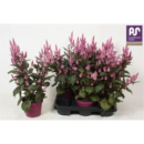 Celosia spic. 'Wild Pink'