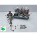 Ceropegia woodii 'Silver Glory'