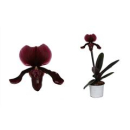 Paphiopedilum "Black Jack" 1 Blüte