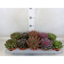 Echeveria gemischt