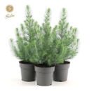Pinus pinea 'Silver Crest'