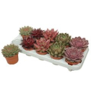 Echeveria gemischt