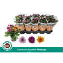 Chrysanthemum Trio