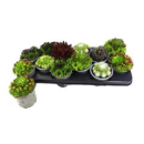 Sempervivum gemischt