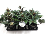 Helleborus 'HGC' Camelot