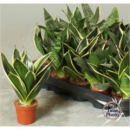 Mini Sansevieria trifa.