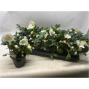 Helleborus niger 'Happy Day'