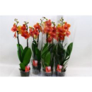 Phalaenopsis 2 Rispen 'Apple Pie'