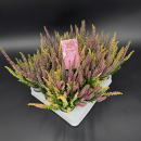 Mini Calluna Trio "Vanilla Plum"