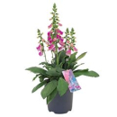 Digitalis 'Pink Panther'