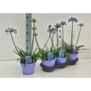 Agapanthus 'Crystal Line'