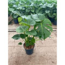 Monstera delic.
