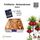 Fritillaria imperialis Zwiebel