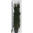 Taxus baccata