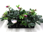 Helleborus 'Ice N' Roses' Cozy Red