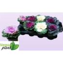 Brassica oler. Mix