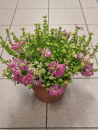 Erica verticillata Kübel