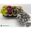 Begonia 'Beleaf' gemischt