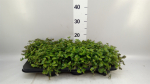 Callisia repens