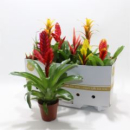 Bromelia gemischt