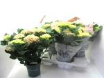Hydrangea "Magical Revolution" rosa