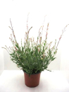 Gaura Kübel