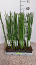 Equisetum hyemale