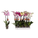 Phalaenopsis 2 Rispen Mix