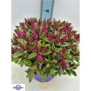 Hebe Busch pink