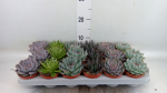 Echeveria Mix