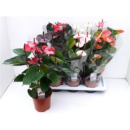 Anthurium andr. gemischt