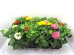 Zinnia Mix
