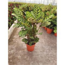 Calathea makoyana