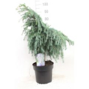 Cedrus "Feelin Blue"