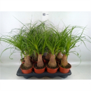 Beaucarnea recurvata