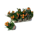 Ornithogalum dubium 3pp