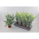 Phlebodium aureum 'Blue Star'