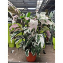 Calathea 'Stella'