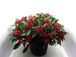 Skimmia Jap. 'Lipstick'