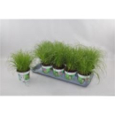 Katzengras Cyperus zumula