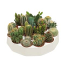 Mini Cactus Mix