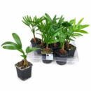 Trachycarpus fortunei