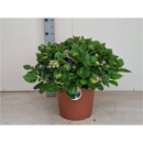 Hydrangea Busch blau
