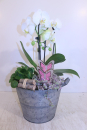 Phalaenopsis im Blechtopf bepflanzt