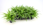 Chlorophytum com.