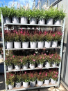 Gaura Kübel