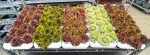 Sempervivum in Sorten