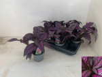 Strobilanthes dyeriana 'Metallica'