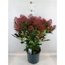 Skimmia jap. "Rubella"